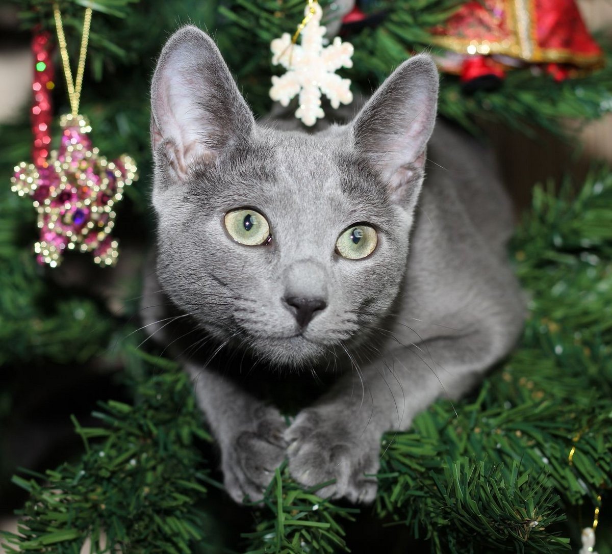 русская голубая кошка цвет глаз
