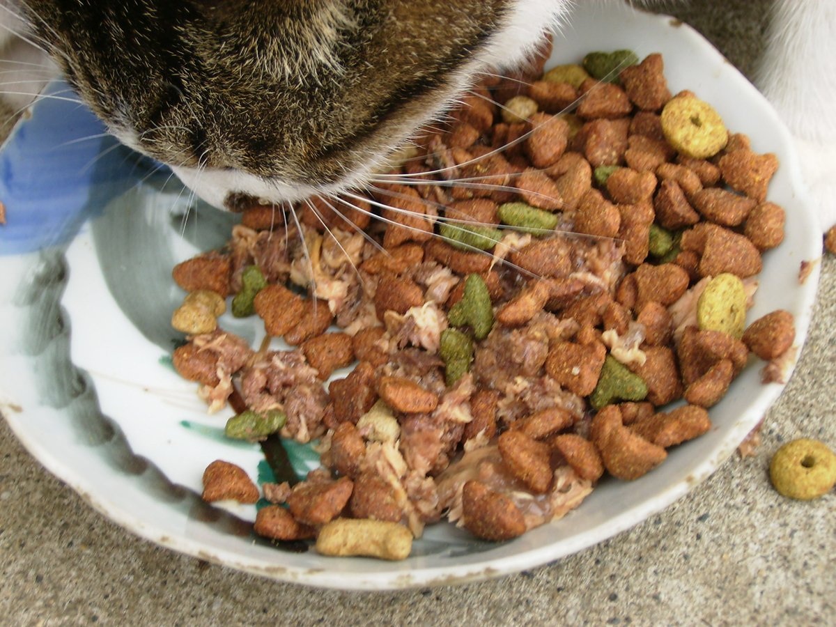 Правильное Питание Кошек