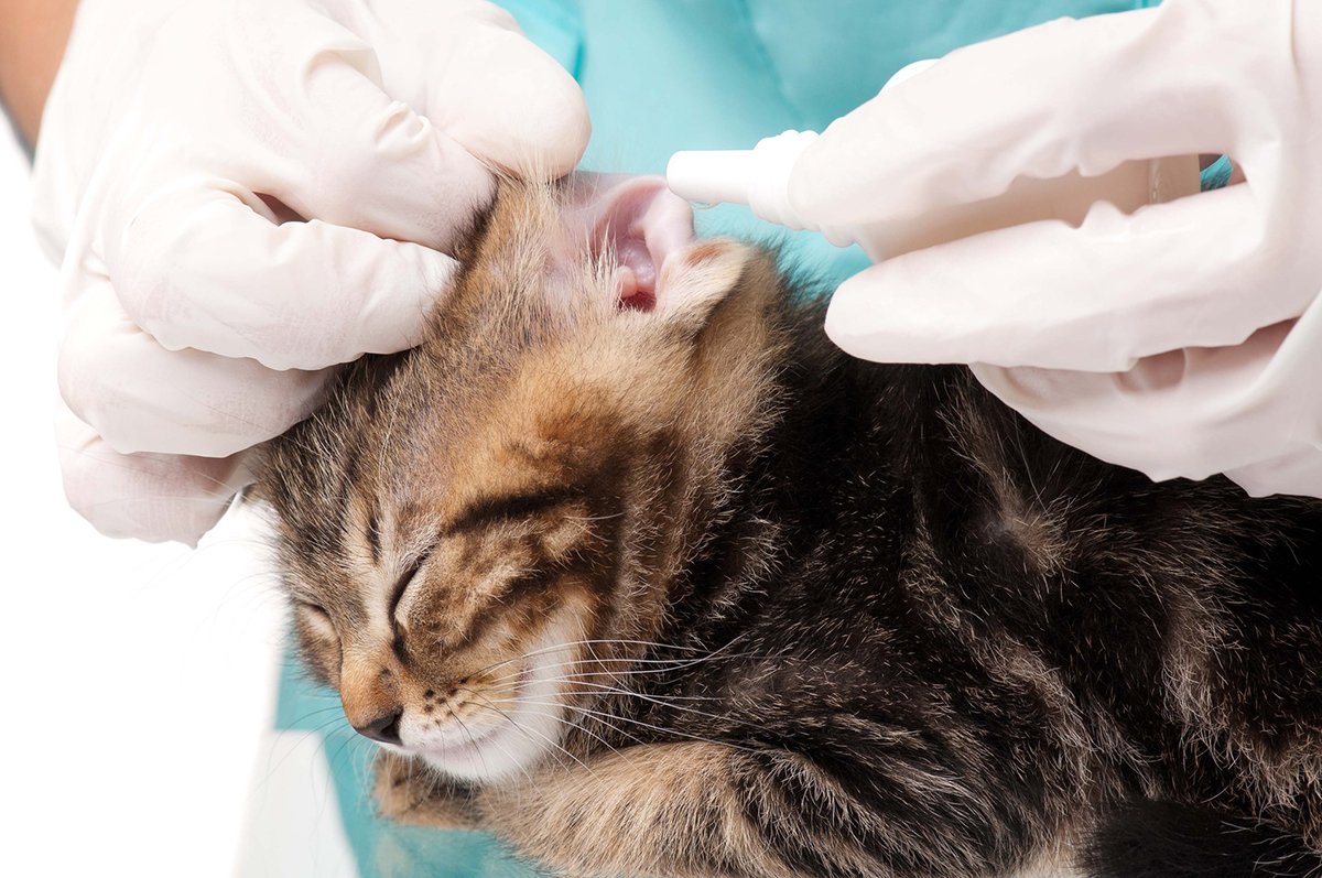 профилактика ушного клеща у кошек