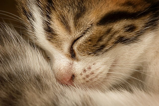Снятся ли кошкам сны