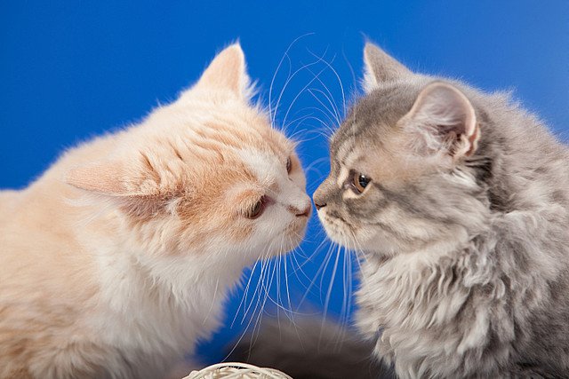 Интересные факты о кошачьем носе
