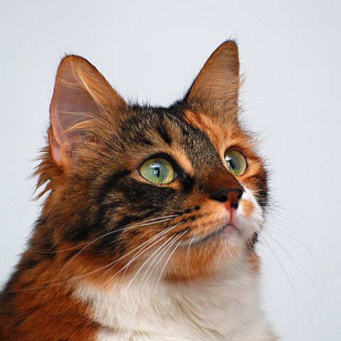 Красавица - кошка Афродиты