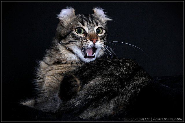 Американский керл - полудлинношерстный кот