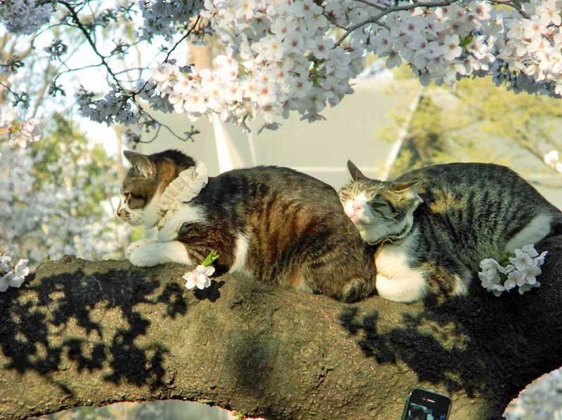 Коты и сакура