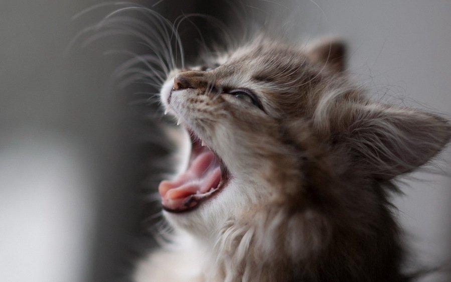 Кошкам, как и людям, нужно ухаживать за зубами