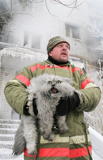 Пожарный - спасай котов в первую очередь!
