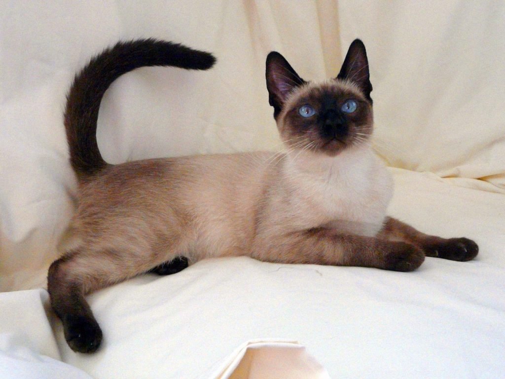 Сиамская кошка - голубоглазая красавица