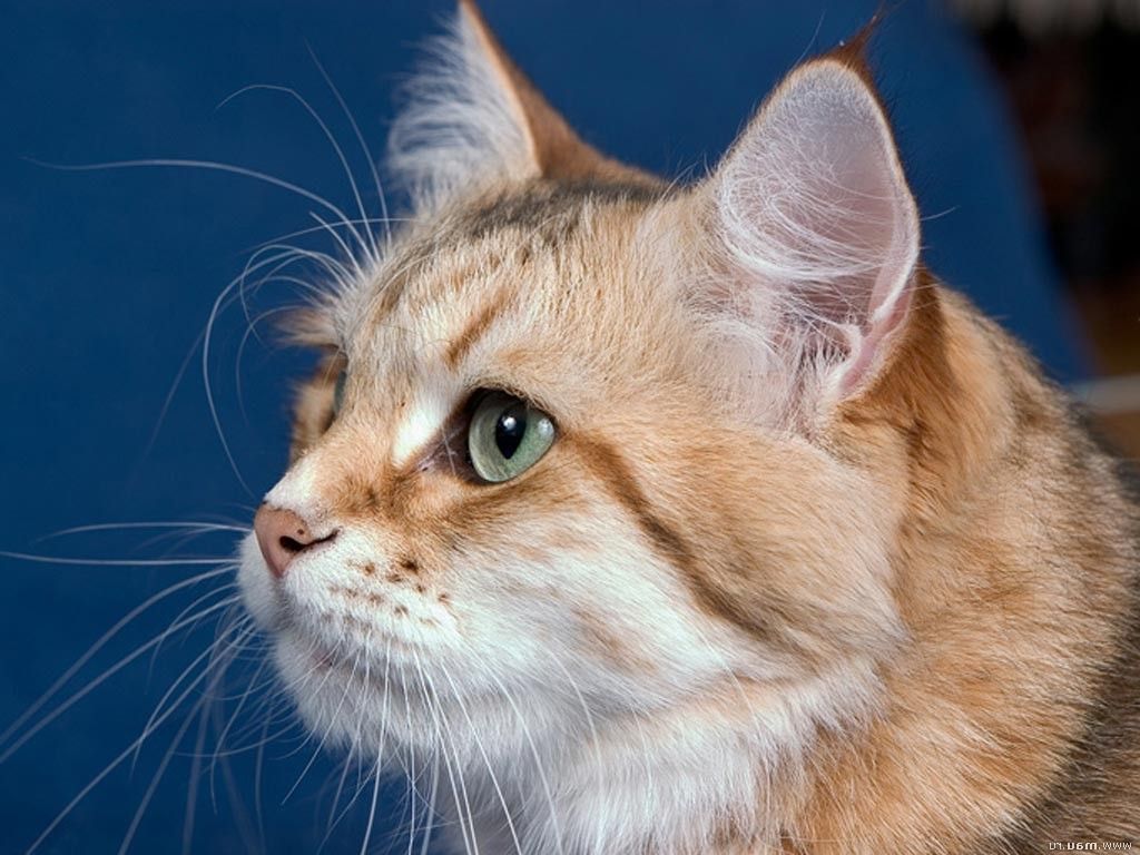 Сибирская кошка - пушистая и ласковая красавица
