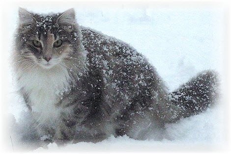Сибирская кошка легко уживается с другими питомцами