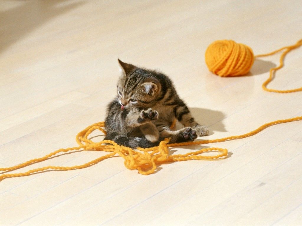 Или кошка найдет себе игрушку сама