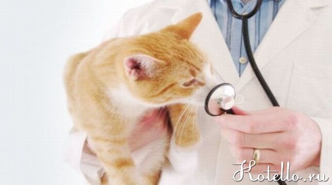 Если кошка кашляет, то это повод обратиться за консультацией к ветеринару