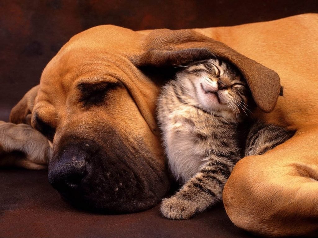 Кошка и собака - друзья