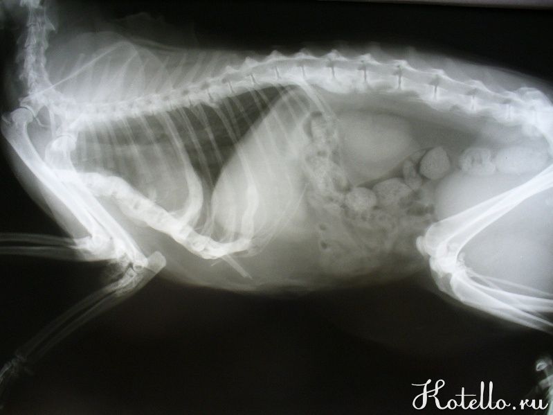 На этом рентгеновском снимке видно, как заполняют камни практически всю мочевыделительную систему у животного