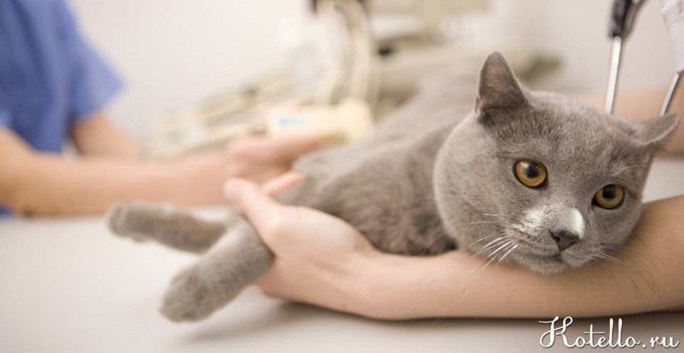К сожалению, вирусный перитонит остается неизлечимой болезнью у кошек