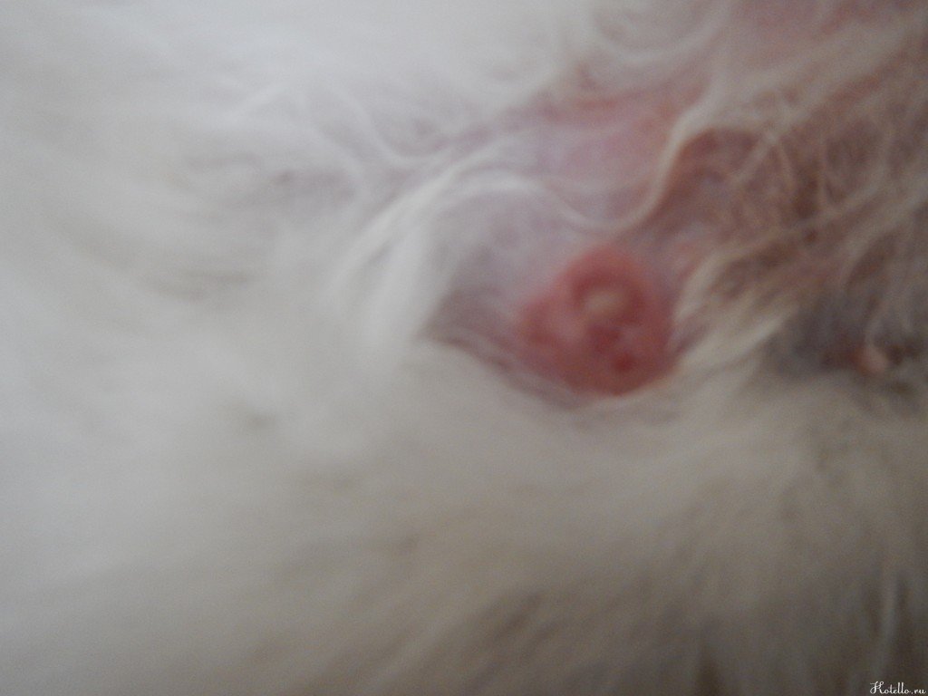 Вот такая вот гноящаяся шишка на животе у кошки