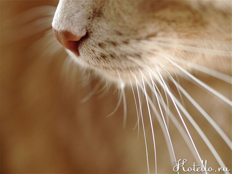 Вибриссы - важный орган чувств у кошек