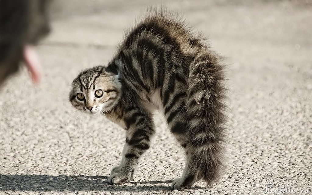 Шипением и выгнутой спиной кошки реагируют, когда боятся.
