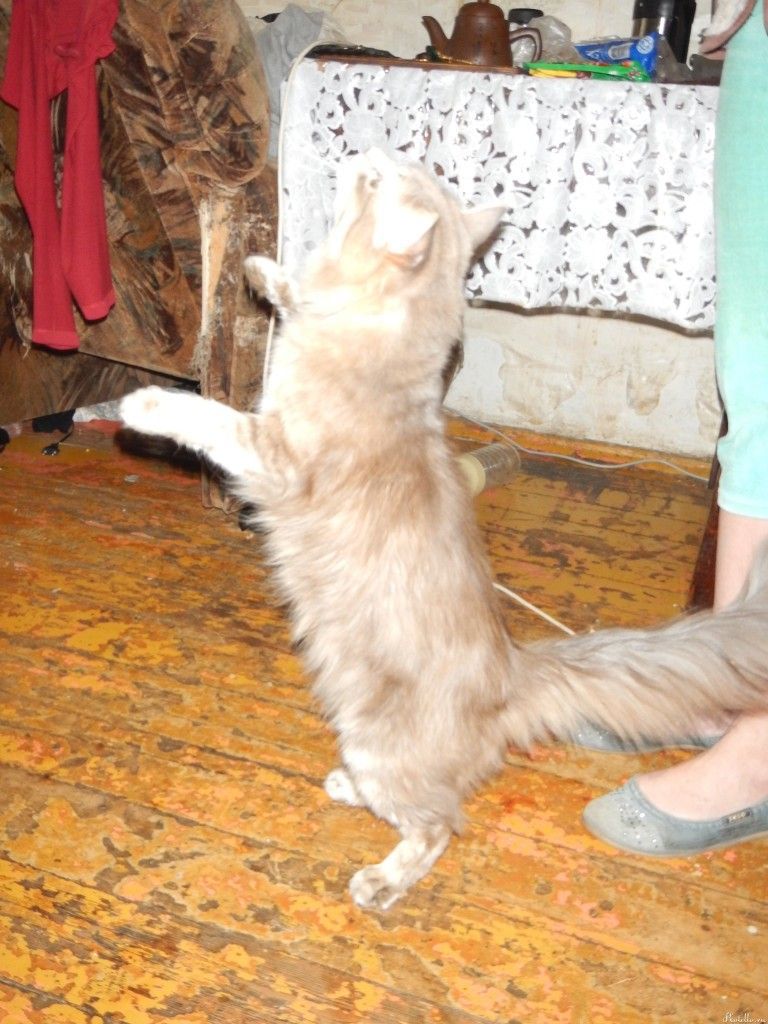 ДурСтар танцует