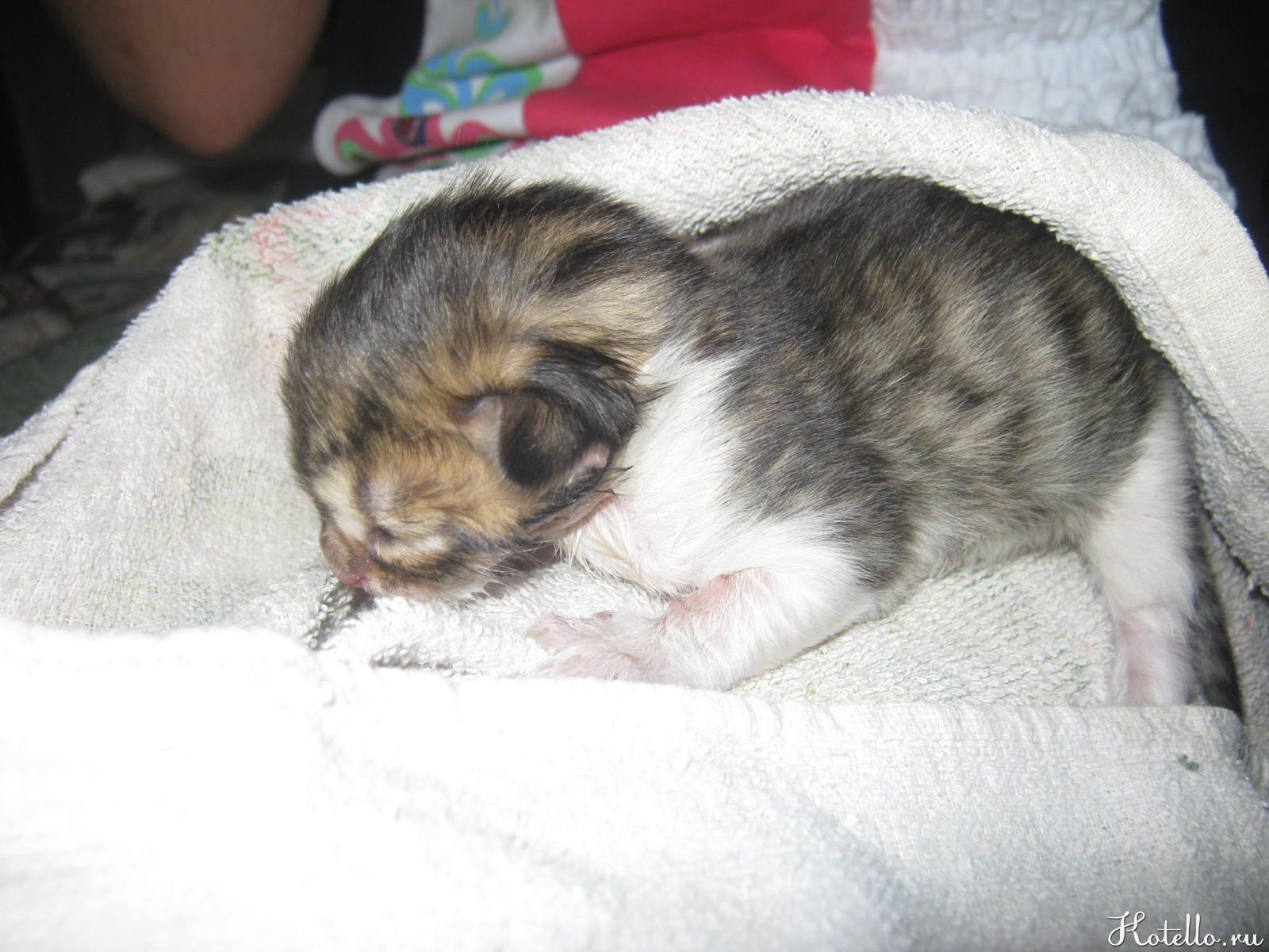 Новорожденные котята Шебекино