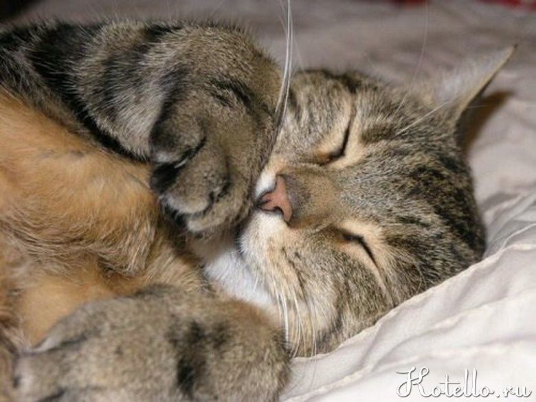 Слишком большое количество времени на сон - это не повод для беспокойства хозяевам кошки