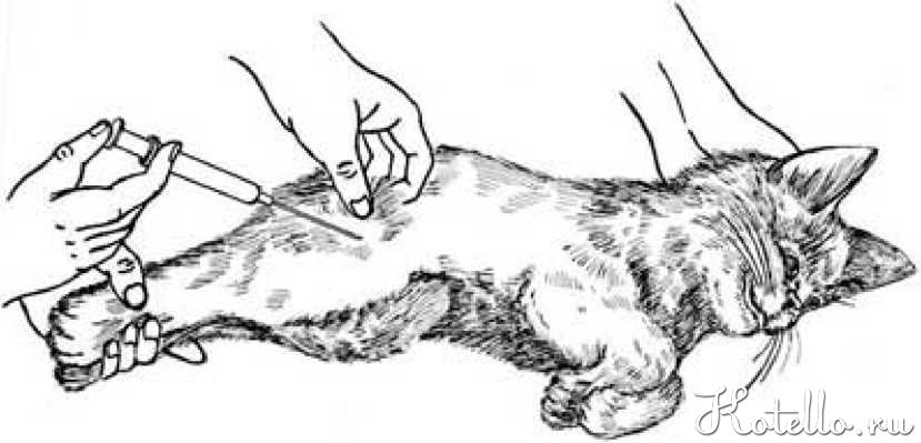 Внутримышечный укол кошке