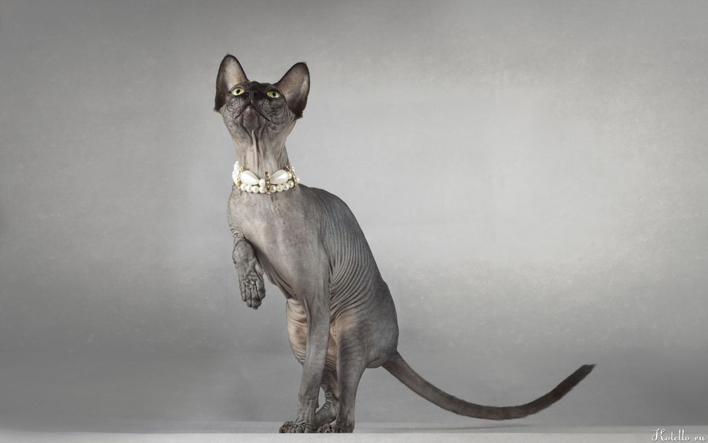 Сфинксы – самые необычные кошки