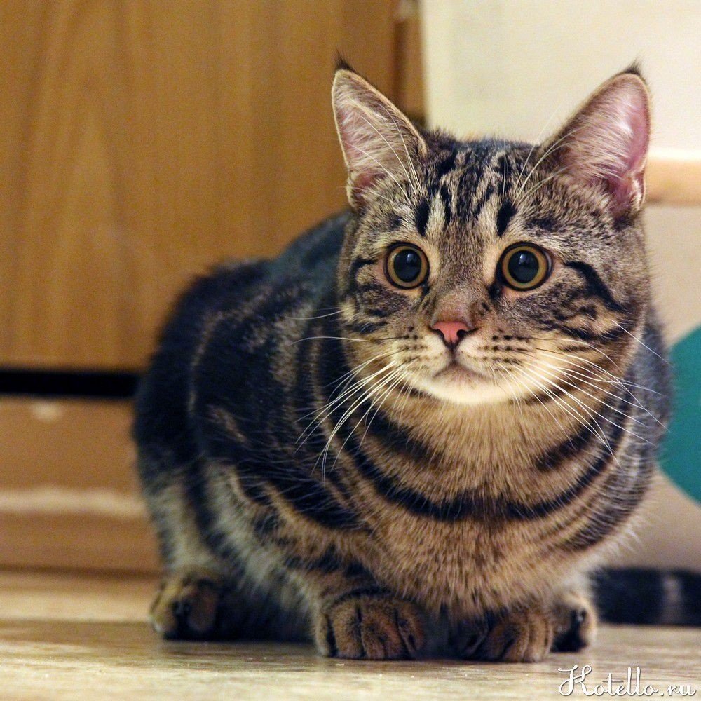 На ряду с породистыми котами, новосибирцы все чаще обращают взгляд на простых, беспородных кошек. 