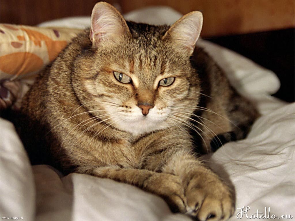 Пневмония у котов и кошек