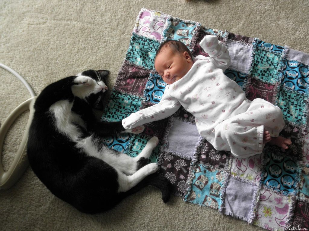 Готовим кошку к знакомству с новорожденным
