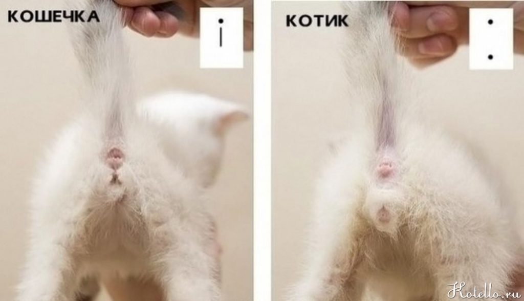 Как определить пол котенка. Фото в помощь
