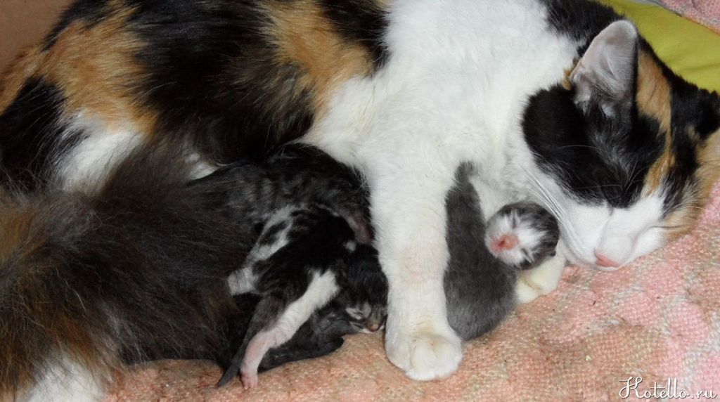 Кошка в роли мамы