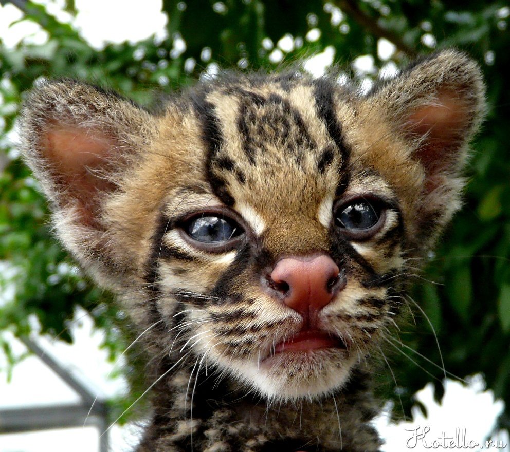 Котенок леопардовой кошки