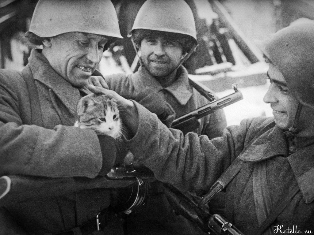 Роль кошек в военных действиях