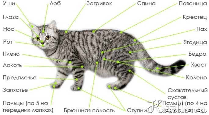 Анатомические особенности кошки - kotello.ru