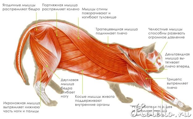 Анатомические особенности кошки