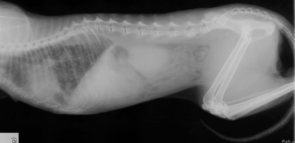 Рентгеновский снимок кошки. Здесь отчетливо виден выпот в плевральную полость. Явный признак пневмонии и плеврита. 