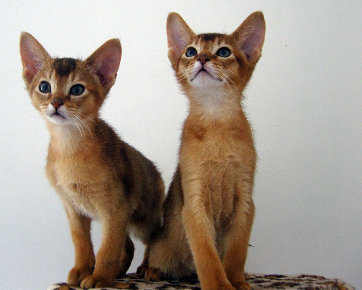 Два абиссинских котят