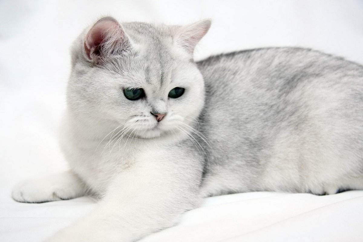 Короткошерстная британская кошка прямоухая кошка фото