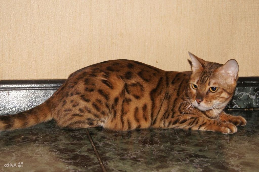 Бенгальская кошка. Прирученная дикая нимфа