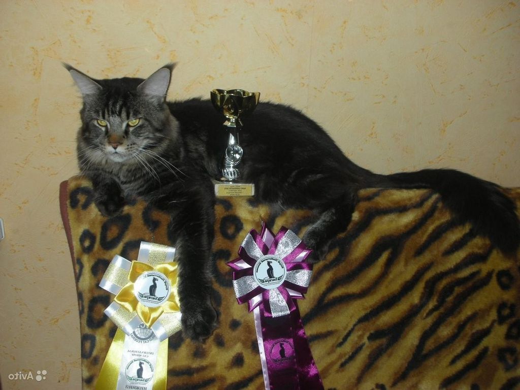 Порода кошек Мейн-Кун. Фото настоящего благородства 