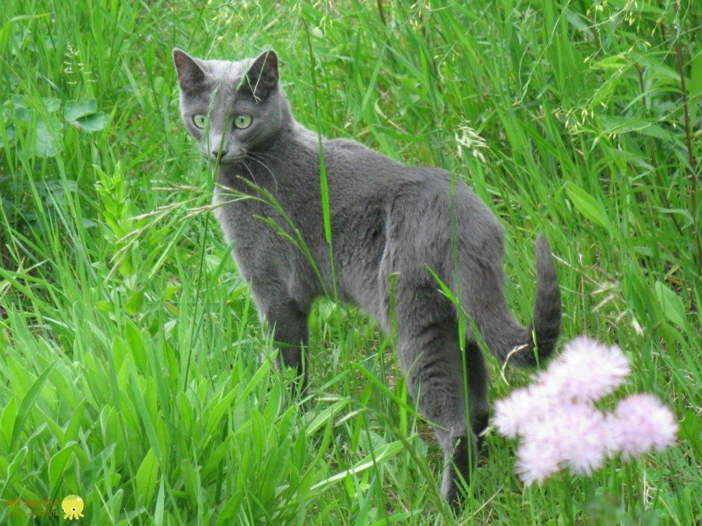 Русская голубая кошка. Фото сизого чуда