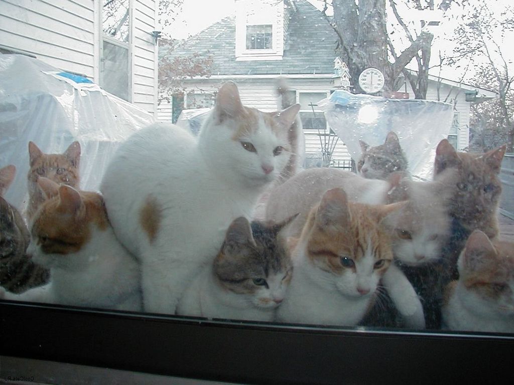 Фотокотосессия. Фото смешных котов