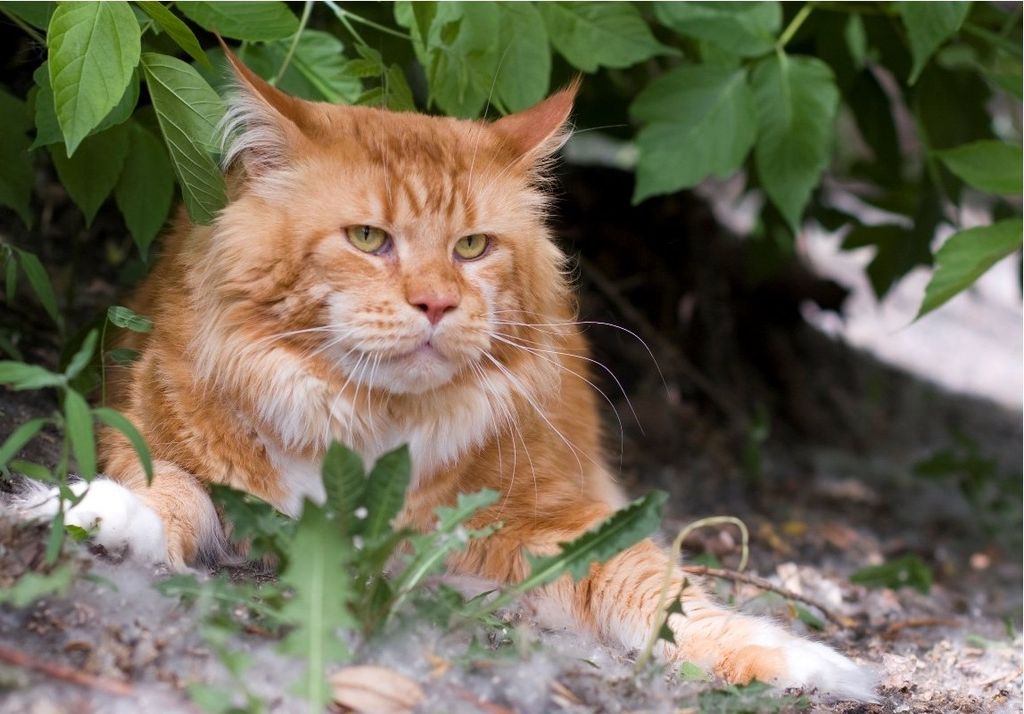 Порода кошек Мейн-Кун. Фото настоящего благородства 