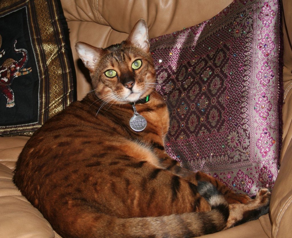 Бенгальская кошка. Прирученная дикая нимфа