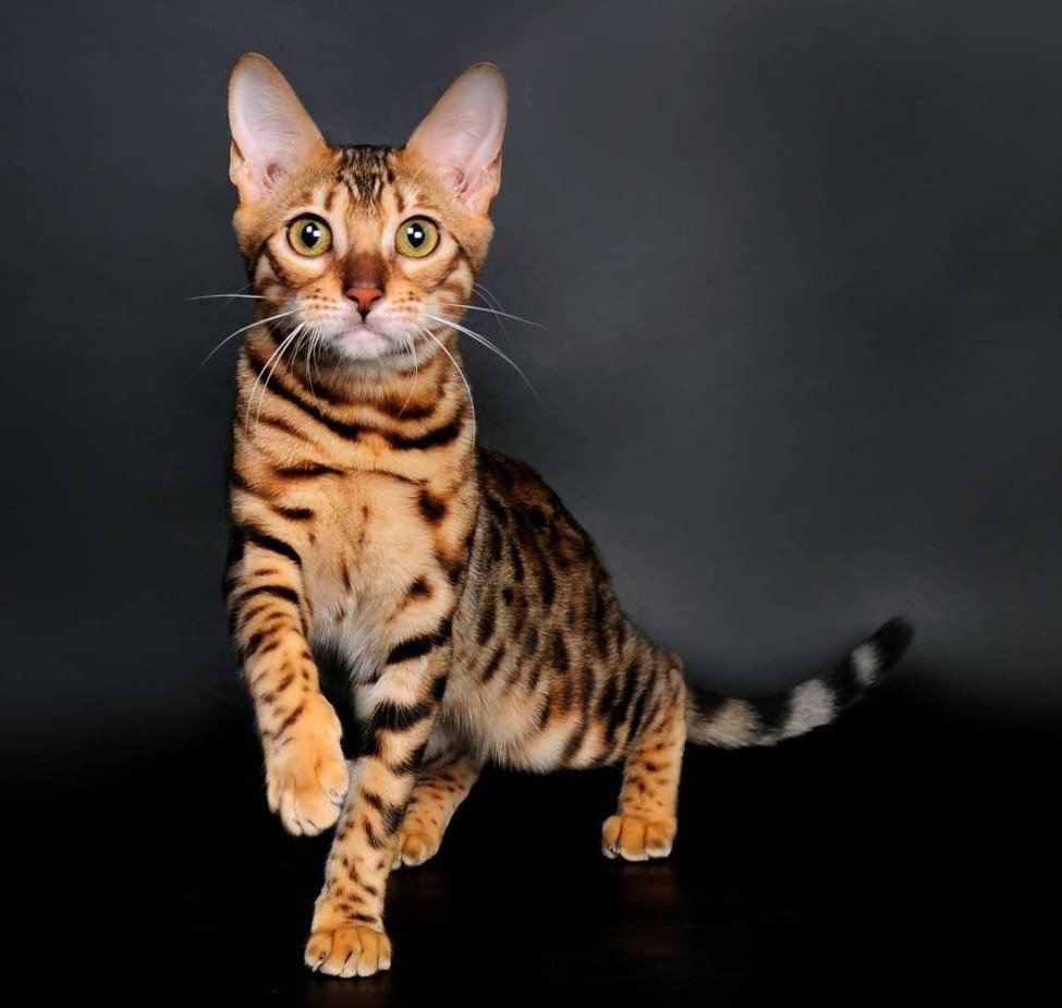 бенгальская кошка мраморный окрас