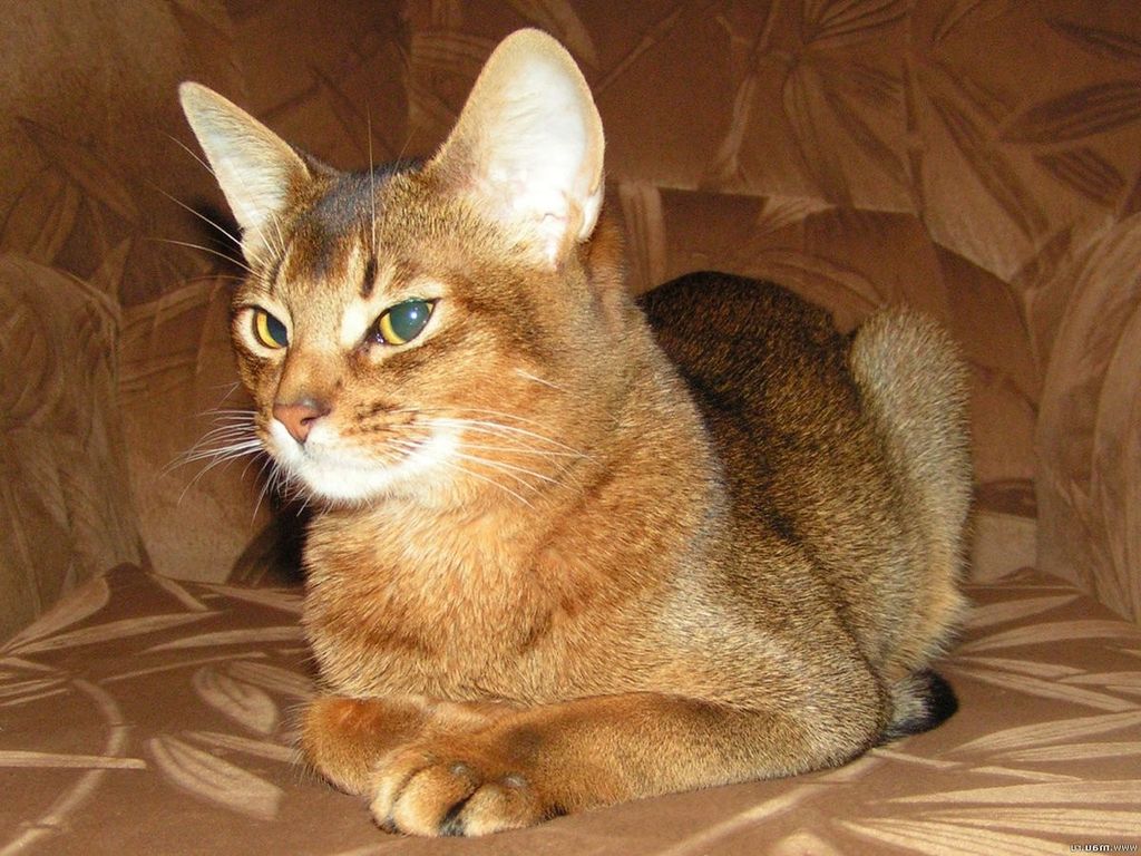 Абиссинская кошка. Фото африканской Афродиты