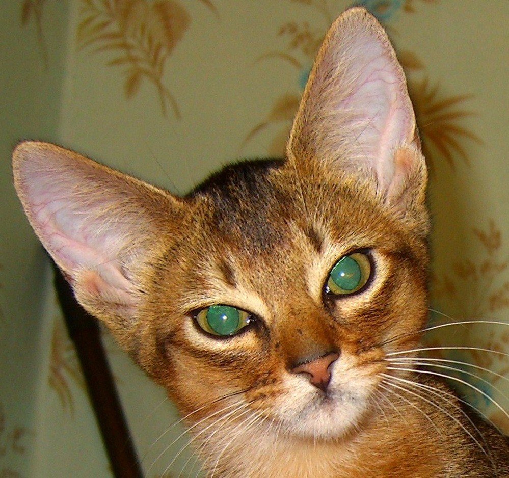 Абиссинская кошка. Фото африканской Афродиты