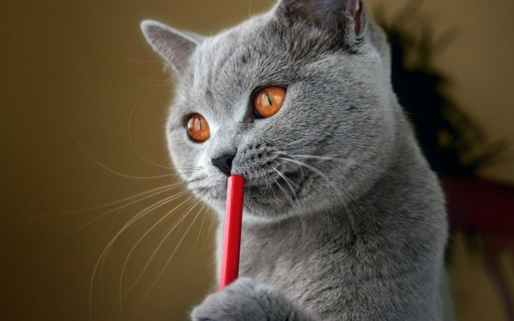 Русская голубая кошка. Фото сизого чуда
