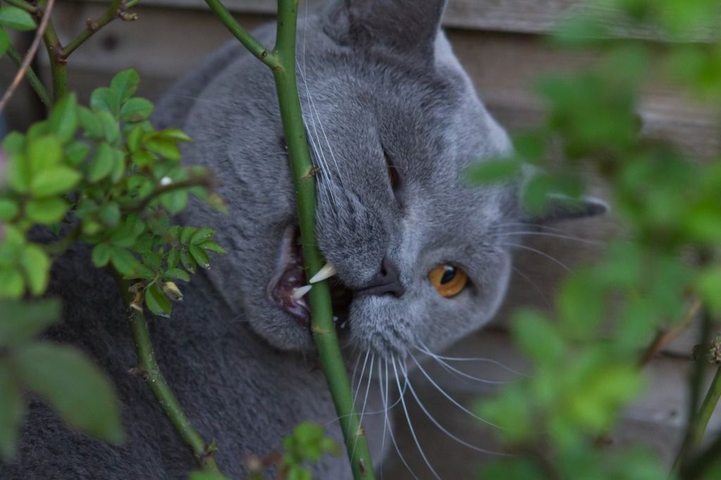 Британская короткошерстная кошка. Фото плюшевого чуда