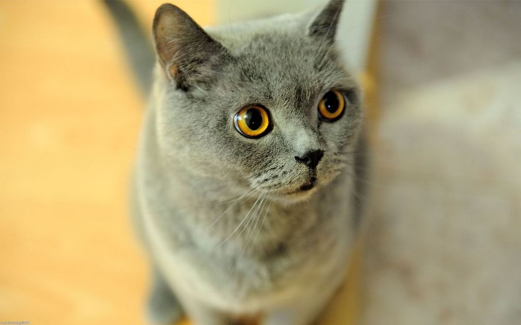 Британская короткошерстная кошка. Фото плюшевого чуда